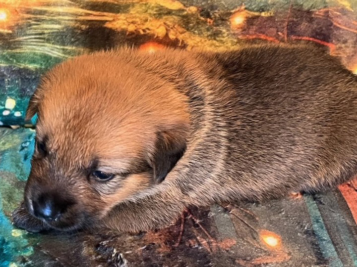 chinook puppy